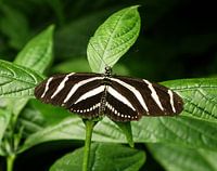 Tropische vlinder 1