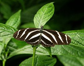 Tropische vlinder 1 by Jonathan Kremer