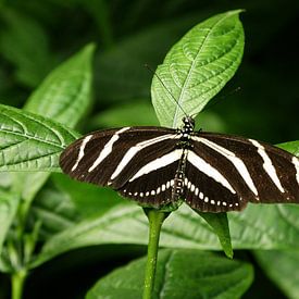 Tropische vlinder 1 sur Jonathan Kremer