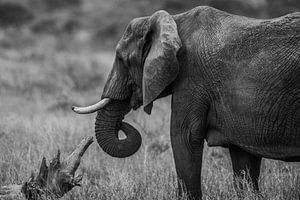 Olifant sur Stijn Verbruggen