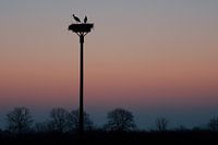Stork silhouette