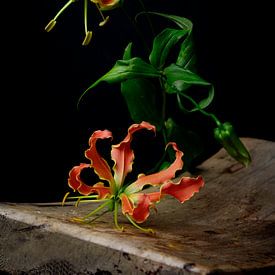 Blume Gloriosa von Leonie van den Udenhout