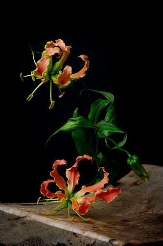 Flower Gloriosa