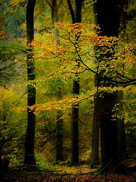 Explodierende Herbstfarben von Eddy Westdijk