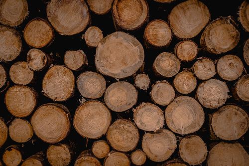 boomstammen