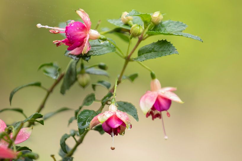 Fuchsia van marco de Jonge