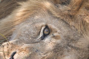 Liggende leeuw  (man) close-up in de Srengeti Tanzania van Jeremy Duvekot