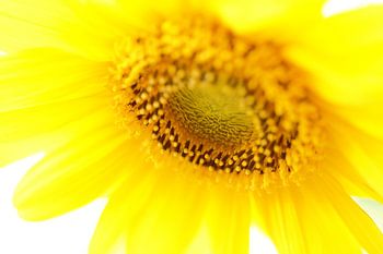 Sonnige Sonnenblume!