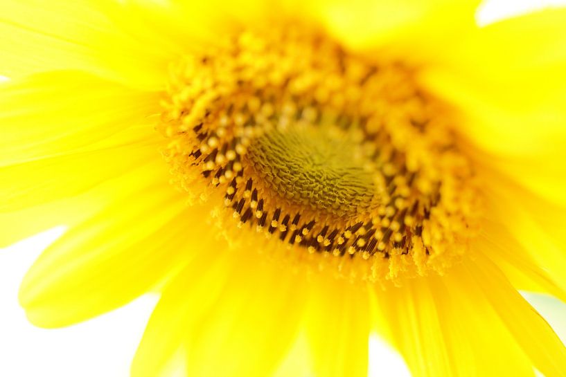 Tournesol ensoleillé ! par Photo Pim