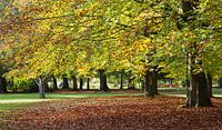 Bomen in herfstkleuren van Johan Zwarthoed thumbnail