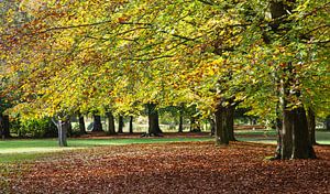 Trees in autumn colours