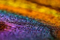 Peacock feather Purple