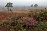 Maasduinen - Bruyère dans la brume