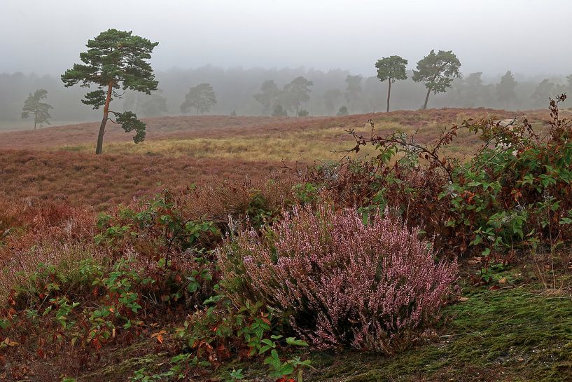 Maasduinen - Bruyère dans la brume par Guus Rameckers