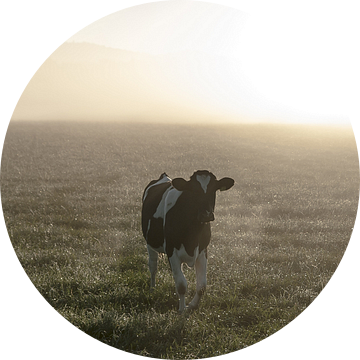 Koe in de mist #3