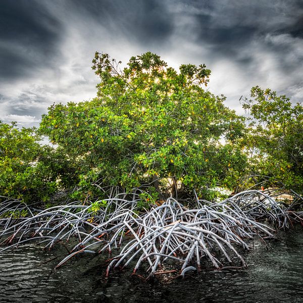 Mangrove Curaçao par Keesnan Dogger Fotografie