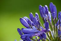 Blaue Knospen einer Agapanthus