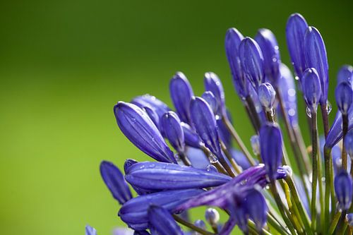 Bourgeons bleus d'un Agapanthus