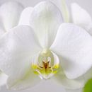 Orchidée blanche en gros plan 1 par Wiljo van Essen Aperçu