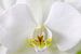 Witte Orchidee Close Up 1 van Wiljo van Essen