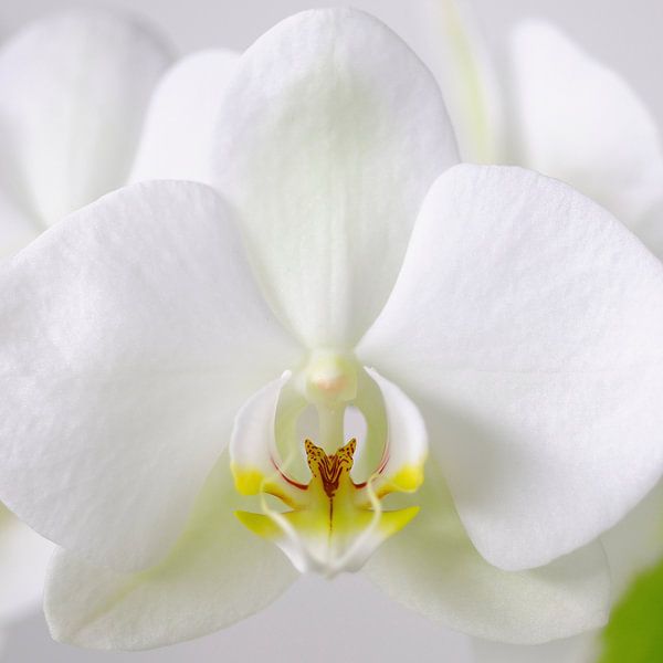 Weiße Orchidee Nahaufnahme 1 von Wiljo van Essen