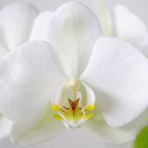 Witte Orchidee Close Up 1 van Wiljo van Essen