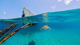 Schildpad Curacao bootje van Gladys van Schaijk