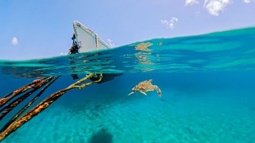 Schildpad Curacao bootje