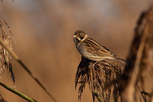 Reed bunting