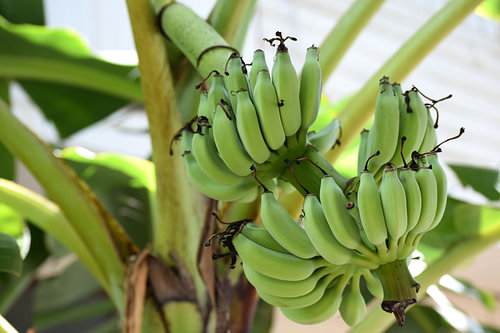 Banana tree 