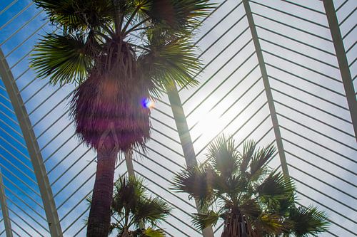 palm boom voor de zon