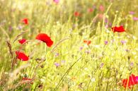 Bloemenveldje met klaprozen par Jessica Berendsen Aperçu