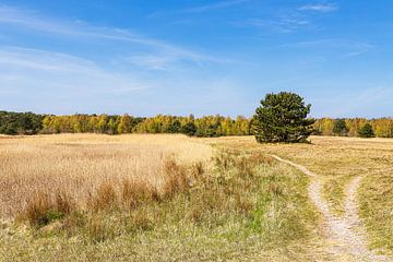 Landschap op de Gellen op het eiland Hiddensee van Rico Ködder