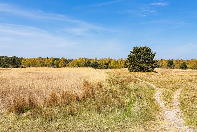 Landschaft  auf dem Gellen auf der Insel Hiddensee von Rico Ködder