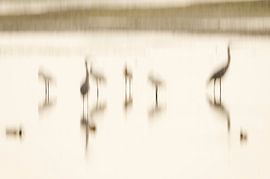 Abstrait d'oiseaux aquatiques