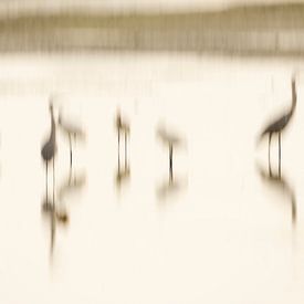 Abstract van watervogels van Hans Debruyne