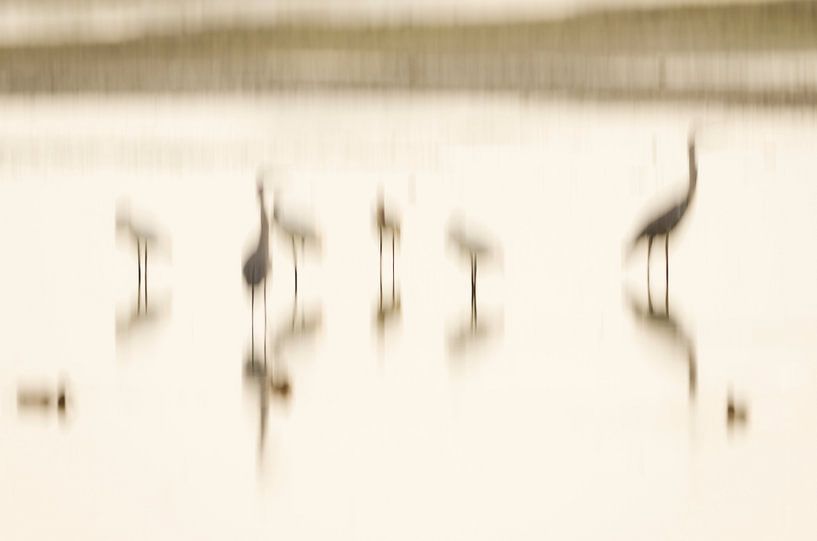 Abstract van watervogels van Hans Debruyne