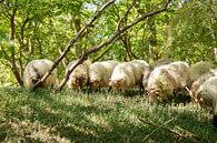 Troupeau de moutons à Meijendel par Monique van Genderen (in2pictures.nl fotografie) Aperçu