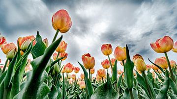 Holländische Tulpen von FinePixel