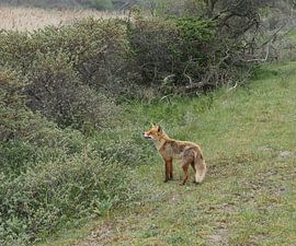 Vos ruikend op jacht! van Marjon Woudboer