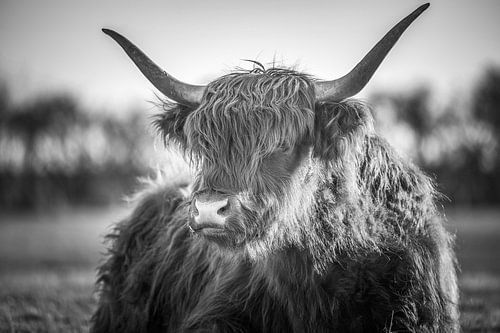 Scottish Highlander