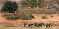 Olifanten in Afrika van Mark den Boer thumbnail