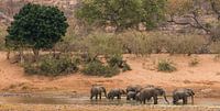 Elephants in Africa