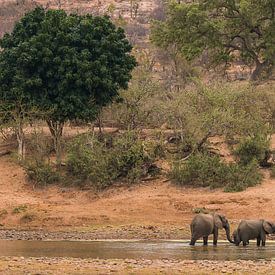 Olifanten in Afrika van Mark den Boer