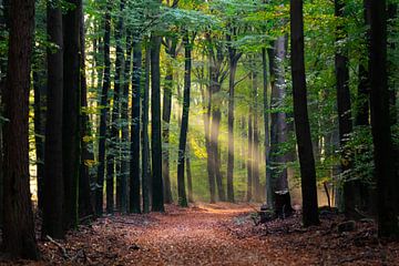 Waldlandschaft von Evelyne Renske