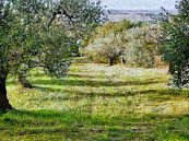 Looking Down The Olive Grove by Dorothy Berry-Lound thumbnail