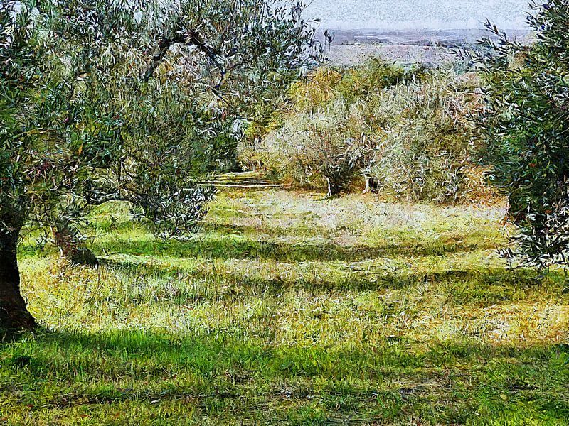 Looking Down The Olive Grove by Dorothy Berry-Lound