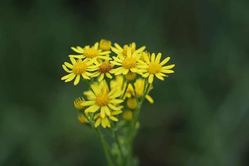 The daisies in a bouquet by FotoKato