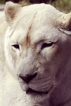 De witte leeuw van Melissa van alphen