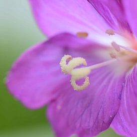 Lila Blume von Myrthe Visser-Wind